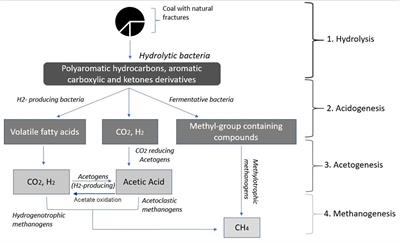 Surface Analysis of Coal Indicating Neutral Red Enhances the Precursor Steps of Methanogenesis